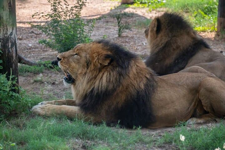 Dubai Safari Park Tickets: Zones, Wildlife Encounters & Visitor Guide photo 4
