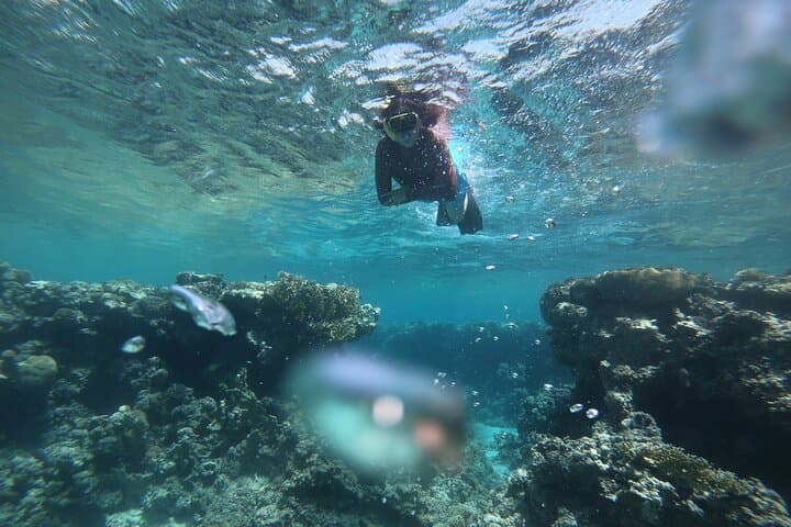 Private Snorkeling in Aqaba Red Sea: Explore Wrecks and Coral Gardens
