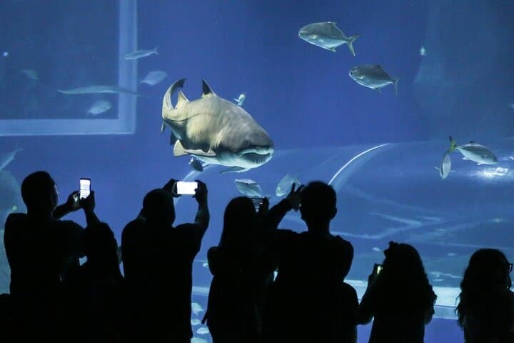 Sugarloaf, AquaRio & BioParque: Full-Day Rio Adventure with Cable Car and Wildlife photo 4
