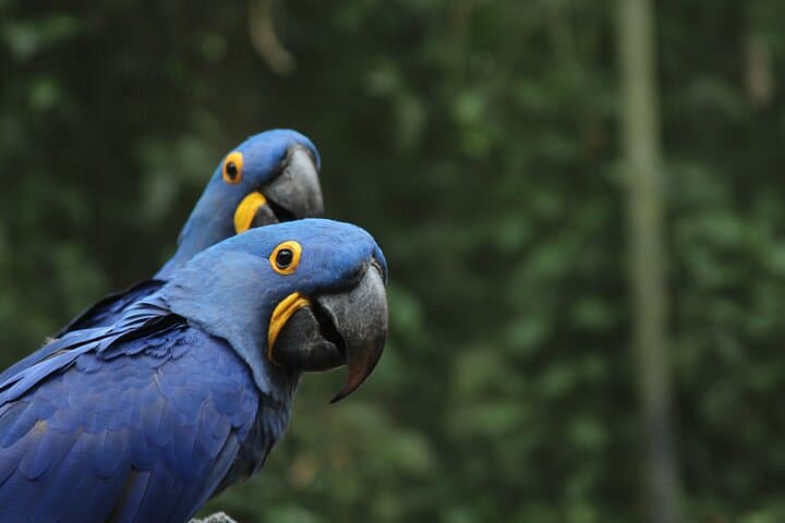 Sugarloaf, AquaRio & BioParque: Full-Day Rio Adventure with Cable Car and Wildlife photo 6