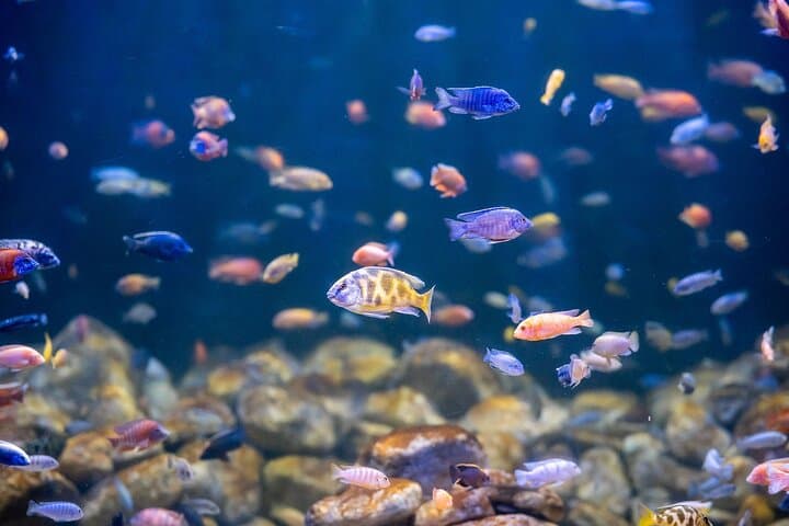 Sugarloaf, AquaRio & BioParque: Full-Day Rio Adventure with Cable Car and Wildlife photo 3