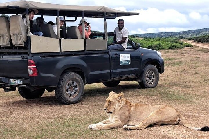 Full-Day Addo Elephant National Park Safari with BBQ — Guided Game Drive from Port Elizabeth photo 4