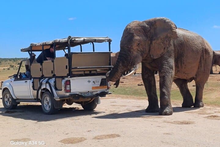 Full-Day Addo Elephant National Park Safari with BBQ — Guided Game Drive from Port Elizabeth