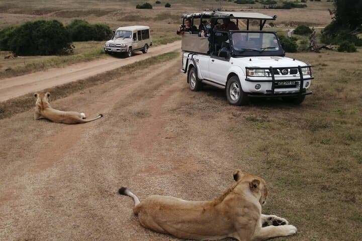 Full-Day Addo Elephant National Park Safari with BBQ — Guided Game Drive from Port Elizabeth photo 2