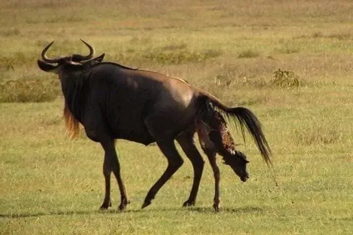 Serengeti Circuit: Manyara, Ngorongoro & Olduvai 2-Day Private Safari photo 4