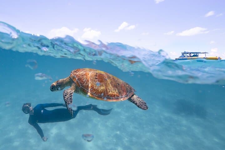 Ocean Safari Cape Tribulation: Great Barrier Reef Snorkel With Turtles photo 6