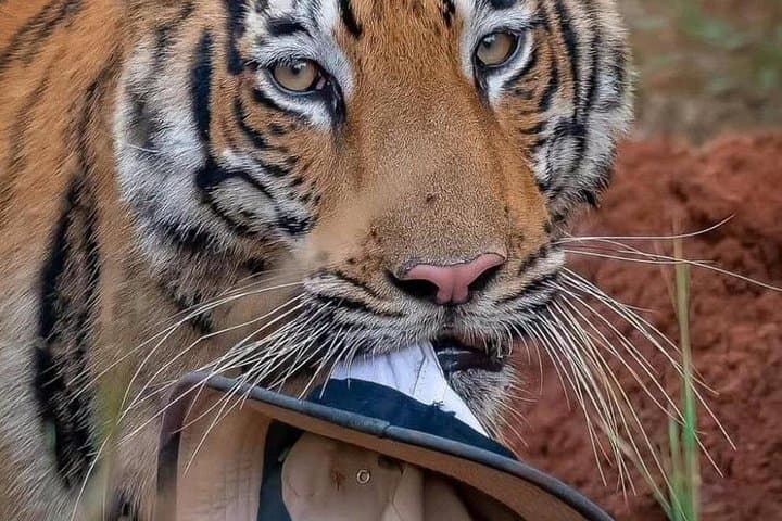 Ranthambore in Two Days: Tiger Safaris, Forts & Woodland Wildlife photo 3