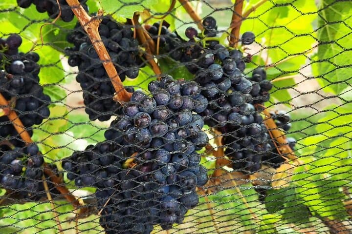Queenstown Wine Hopper: Flexible Arrowtown & Gibbston Valley Wine Tour photo 4