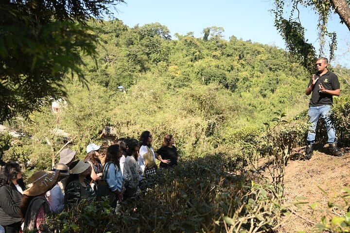 Amchong Tea Estate & Factory Visit — Assam High-Tea Experience
