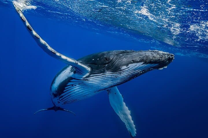 Private Whale Watching with Transfer and Lunch on Mauritius' West Coast