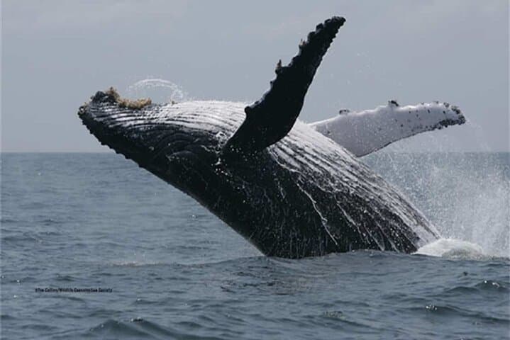 Private Dolphin and Whale Encounter with Lunch and Transfer — Mauritius West Coast Speedboat Tour