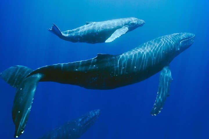 Private Dolphin and Whale Encounter with Lunch and Transfer — Mauritius West Coast Speedboat Tour photo 2