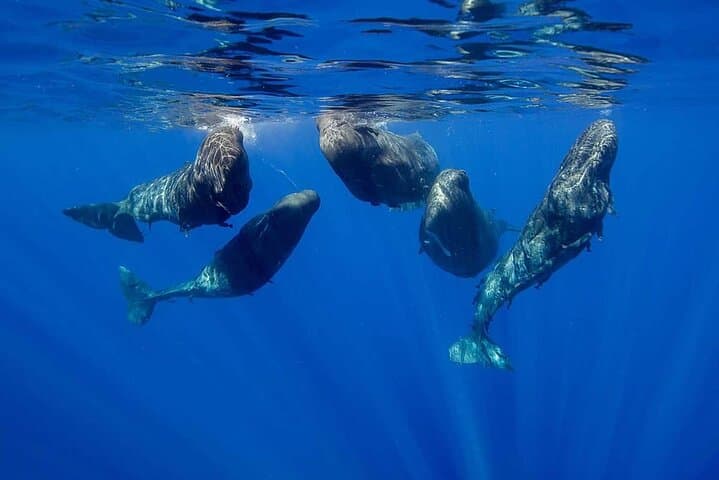 Private Dolphin and Whale Encounter with Lunch and Transfer — Mauritius West Coast Speedboat Tour photo 3