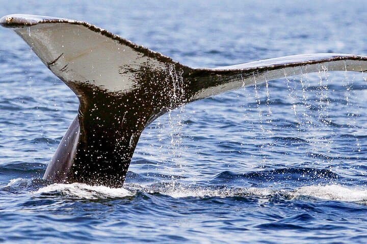 Private Dolphin and Whale Encounter with Lunch and Transfer — Mauritius West Coast Speedboat Tour photo 4