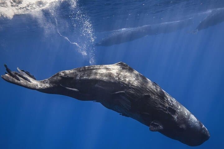 Private Dolphin and Whale Encounter with Lunch and Transfer — Mauritius West Coast Speedboat Tour photo 5