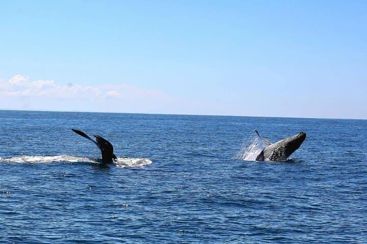 Private Dolphin and Whale Encounter with Lunch and Transfer — Mauritius West Coast Speedboat Tour photo 6