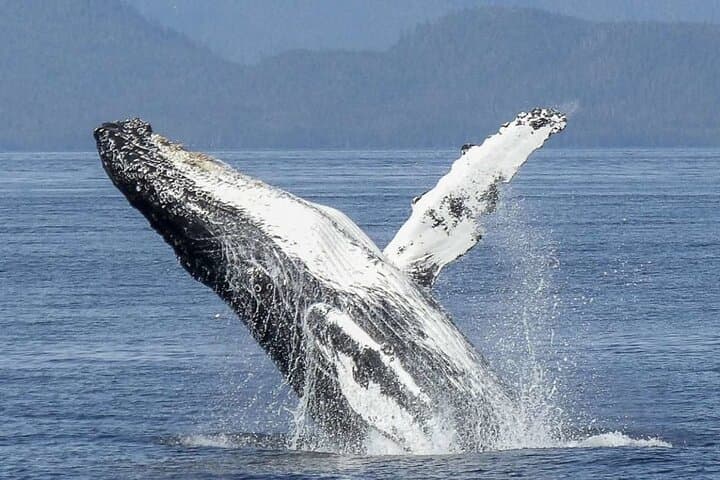 Private Whale Watching with Transfer and Lunch on Mauritius' West Coast photo 2