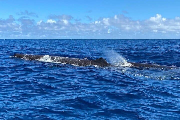 Private Whale Watching with Transfer and Lunch on Mauritius' West Coast photo 3