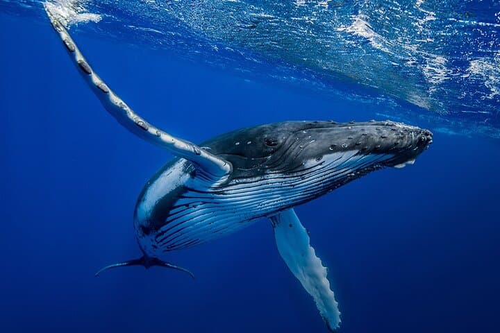 Private Whale Watching with Transfer and Lunch on Mauritius' West Coast photo 4