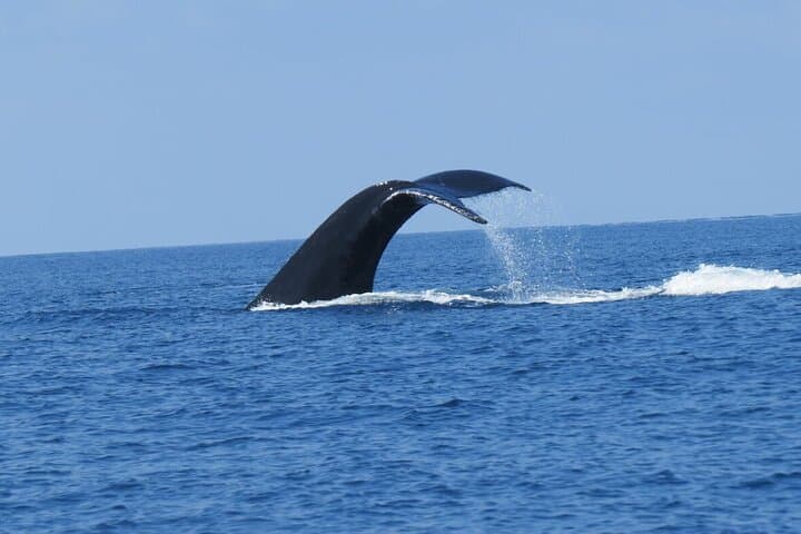 Private Whale Watching with Transfer and Lunch on Mauritius' West Coast photo 5