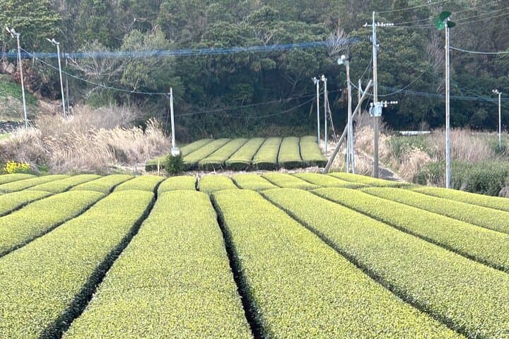 Private Day Tour in Kagoshima: Sakurajima, Samurai District & Sand Baths photo 4