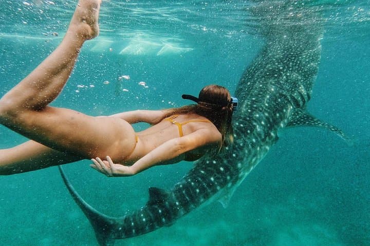 Oslob Whale Sharks & Sumilon Island Day Tour — Swim with Whale Sharks, Snorkel, and Visit Tumalog Falls