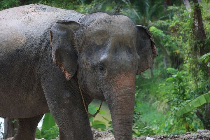 Phuket Elephant Sanctuary Observe & Learn — Hands‑Off, Ethical Encounter photo 2