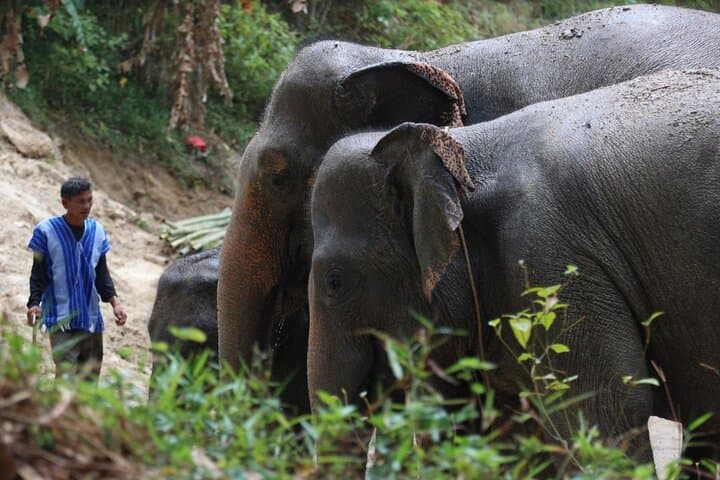 Phuket Elephant Sanctuary Observe & Learn — Hands‑Off, Ethical Encounter photo 3