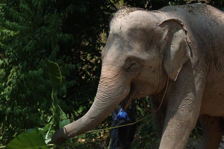 Phuket Elephant Sanctuary Observe & Learn — Hands‑Off, Ethical Encounter photo 4