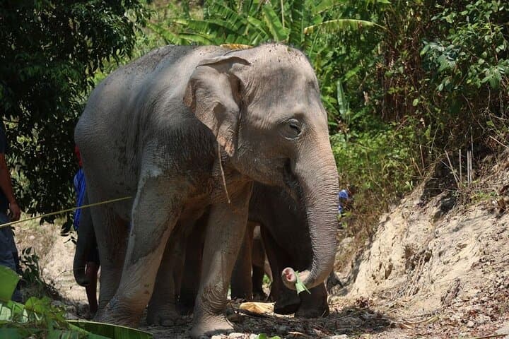 Phuket Elephant Sanctuary Observe & Learn — Hands‑Off, Ethical Encounter photo 5