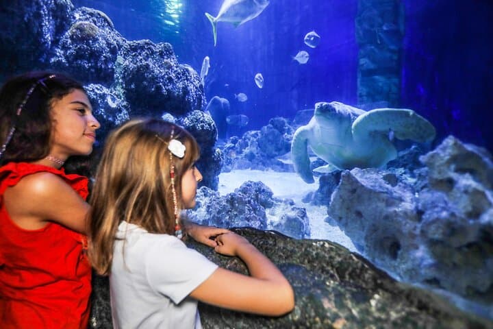 Sea Life Oberhausen Aquarium Admission — Explore Germany's Largest Shark Nursery