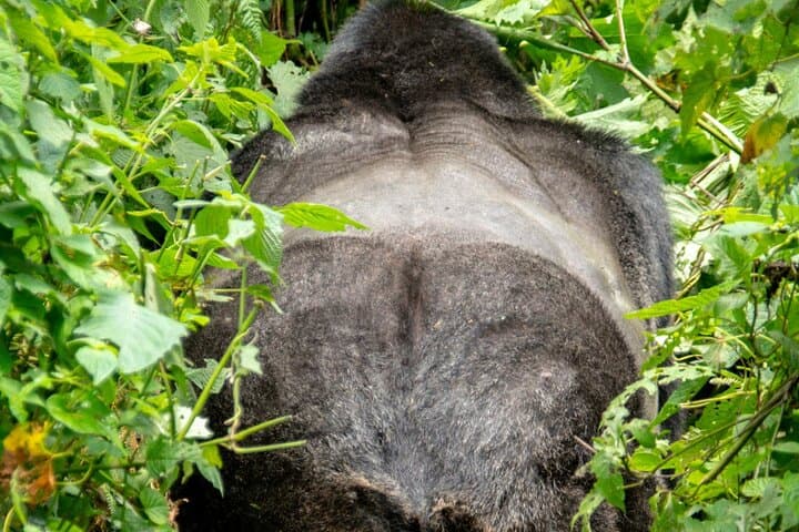 Uganda 5-Day Lion and Gorilla Tracking Safari — Bwindi & Queen Elizabeth Wildlife Adventure
