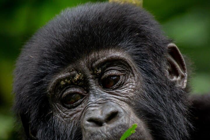 Uganda 5-Day Lion and Gorilla Tracking Safari — Bwindi & Queen Elizabeth Wildlife Adventure photo 3