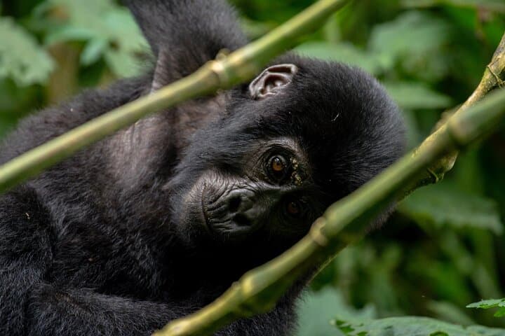 Uganda 5-Day Lion and Gorilla Tracking Safari — Bwindi & Queen Elizabeth Wildlife Adventure photo 4