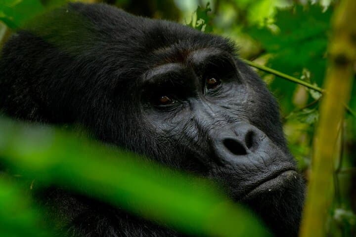 Uganda 5-Day Lion and Gorilla Tracking Safari — Bwindi & Queen Elizabeth Wildlife Adventure photo 5