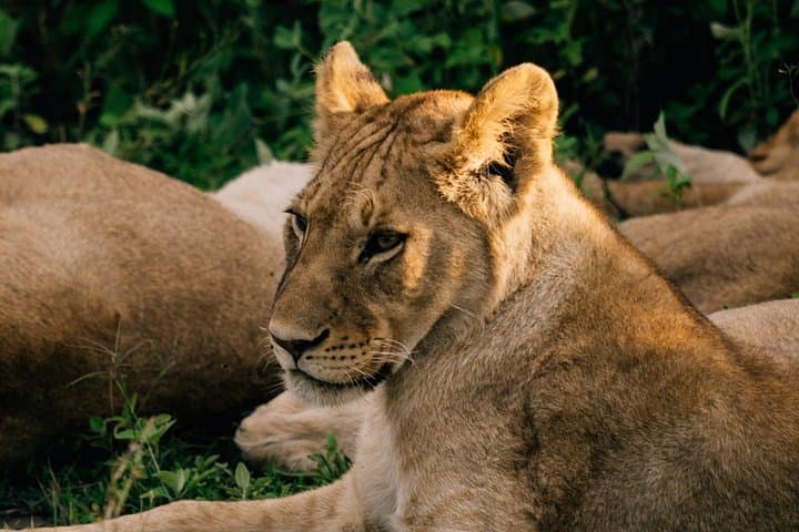 Full-Day Mikumi National Park Safari from Dar es Salaam by Train photo 4