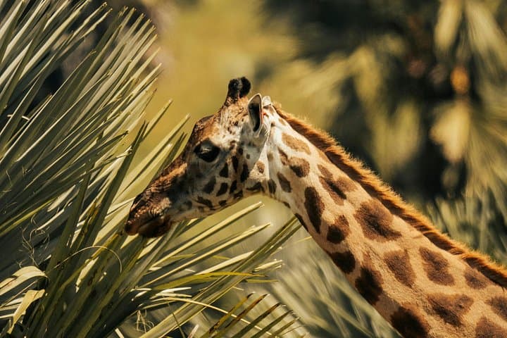4-Day Udzungwa and Mikumi Safari: Wildlife, Waterfalls & Rift-Edge Views