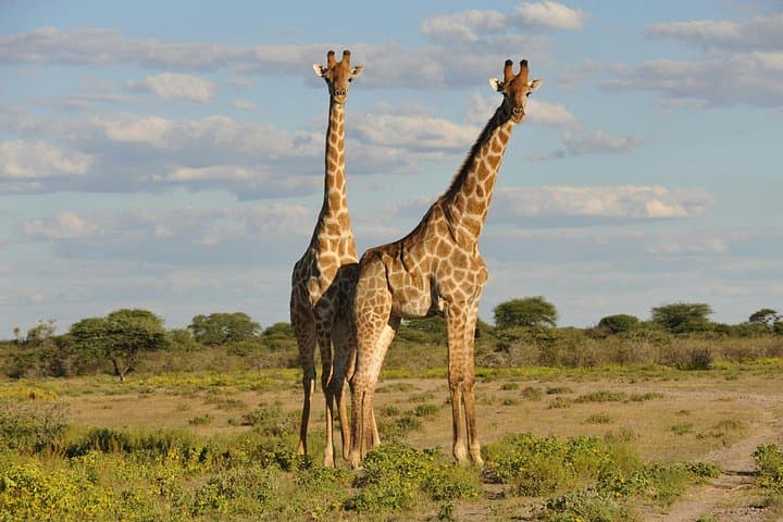 Full-Day Mikumi National Park Safari from Dar es Salaam by Train photo 2
