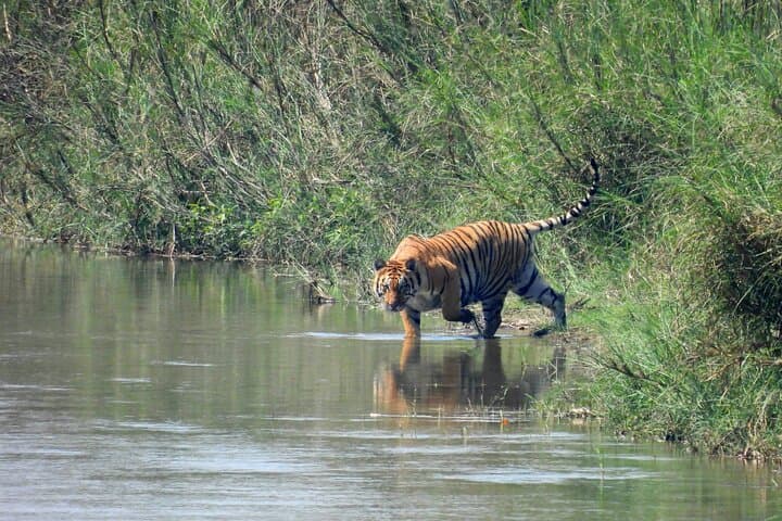 6-Day Bardia Tiger Encounter: Guided Walking & Jeep Safaris in Bardia National Park photo 4