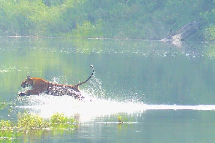 6-Day Bardia Tiger Encounter: Guided Walking & Jeep Safaris in Bardia National Park