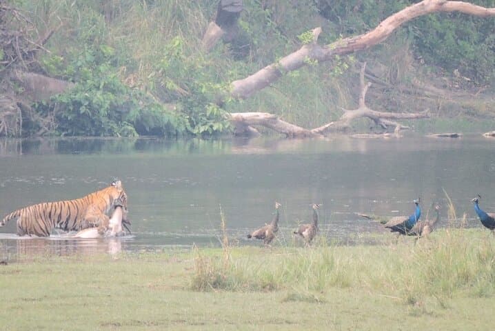 6-Day Bardia Tiger Encounter: Guided Walking & Jeep Safaris in Bardia National Park photo 6