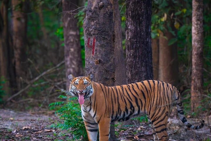 6-Day Bardia Tiger Encounter: Guided Walking & Jeep Safaris in Bardia National Park photo 2