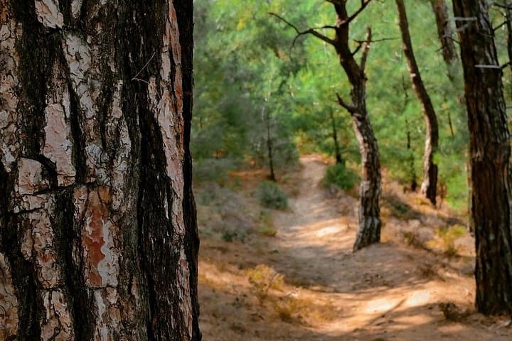Kanda Jhak Full-Day Village Hike from Mussoorie — Offbeat Meadows & Ancient Temple photo 6