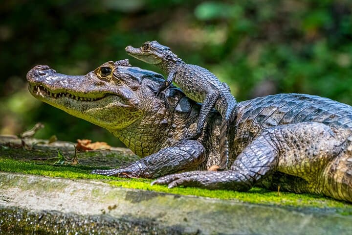 Amazon Sport Fishing in Pacaya Samiria: 6-Day Jungle Angling & Camping Adventure photo 2
