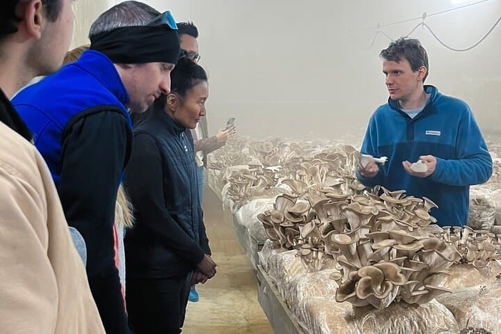 Underground Mushroom Farm Tour in Zurich: Touch, Taste, and Learn photo 2