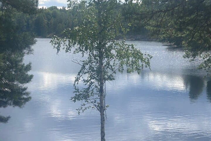 Stockholm Guided Hike and Wood-Fired Sauna — Forest Bathing 20 Minutes from the City photo 4