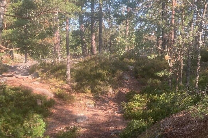Stockholm Guided Hike and Wood-Fired Sauna — Forest Bathing 20 Minutes from the City photo 5