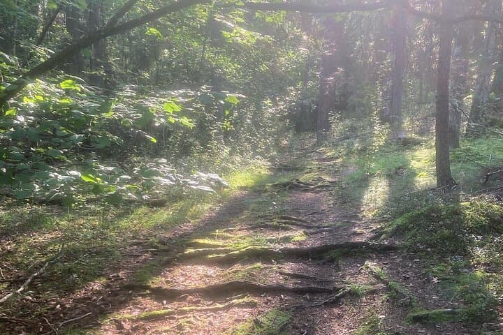 Stockholm Guided Hike and Wood-Fired Sauna — Forest Bathing 20 Minutes from the City photo 6