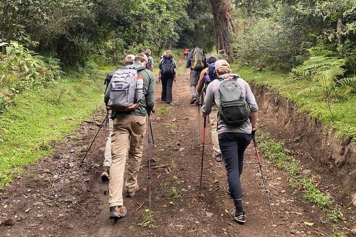 7-Day Kilimanjaro Trek: Lemosho, Machame, Rongai, Umbwe Routes to Uhuru Peak photo 3