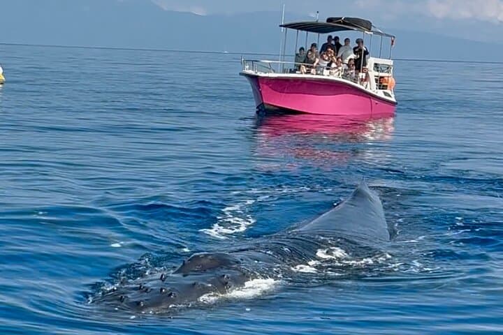 Maui Midday Whale Watch — Lahaina Mid Day Magic Boat Tour photo 5